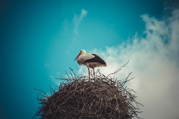 Stork nest made ​​of tree branches over blue sky in dramatic