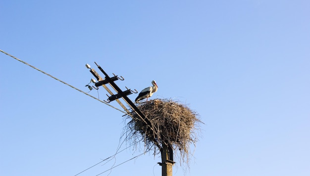 Stork in a nest on a pole Stork's nest on an electric pole