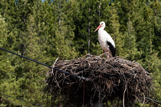 A stork in a nest that has just arrved in bulgaria from the south early spring