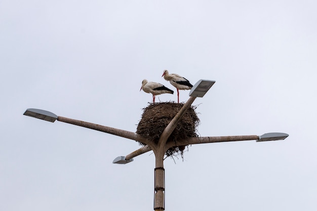 Stork nest with two birds