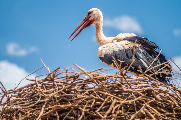 Stork in the nest.