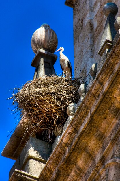 Stork nest