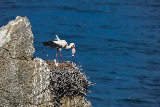 Foto la cicogna appollaiata sulla roccia