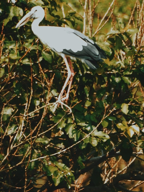 Photo stork perching on tree