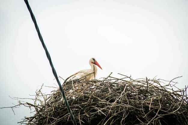 Photo stork sitting on a nest with clouds on the sky in the background