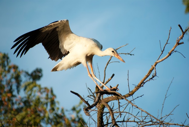 A stork sitting on a tree with spread wings.