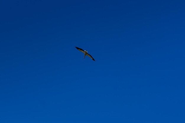 白い雲と青い空に舞い上がるコウノトリ