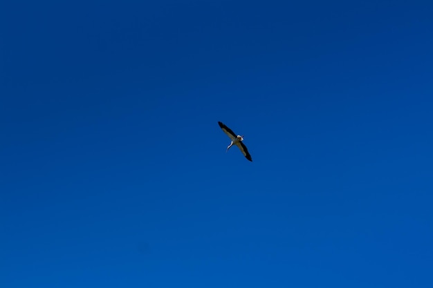 Stork soaring in the blue sky with white clouds