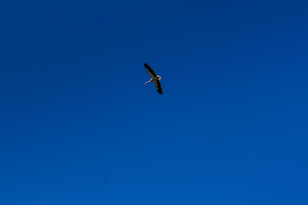 흰구름과 함께 푸른 하늘을 나는 황새