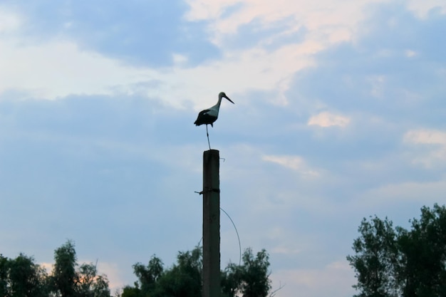 Cicogna in piedi su un palo di cemento