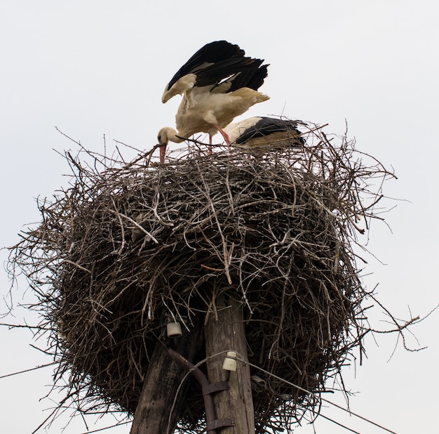 写真 暖かい日に巣にコウノトリが立っています。