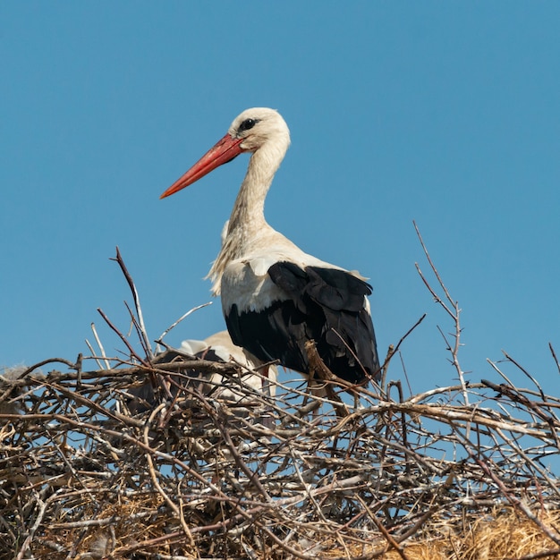 Stork standing in its nest. Ciconia ciconia.