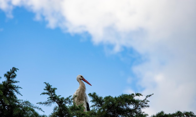 A stork on the top of a tree with the background of the blue sky