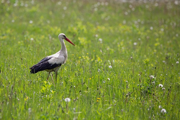 Stork walking on the green field with dandelions