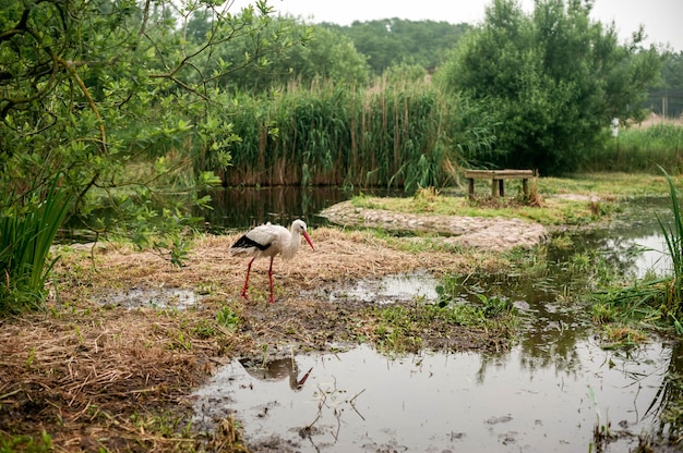 Stork walks through the swamp in search of food