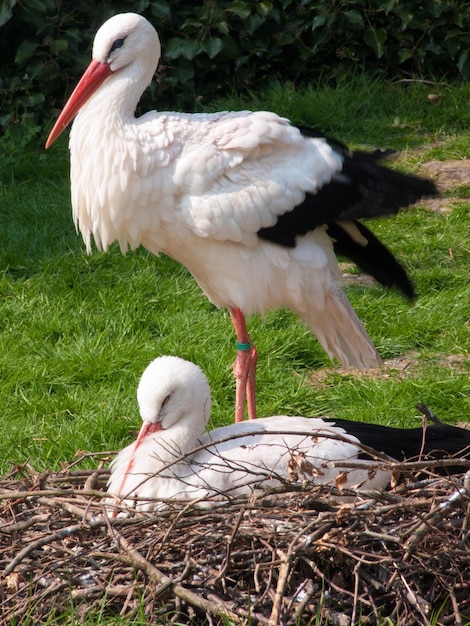 Stork