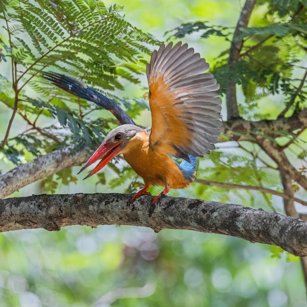 写真 自然林の木にコウハシショウカワセミの鳥