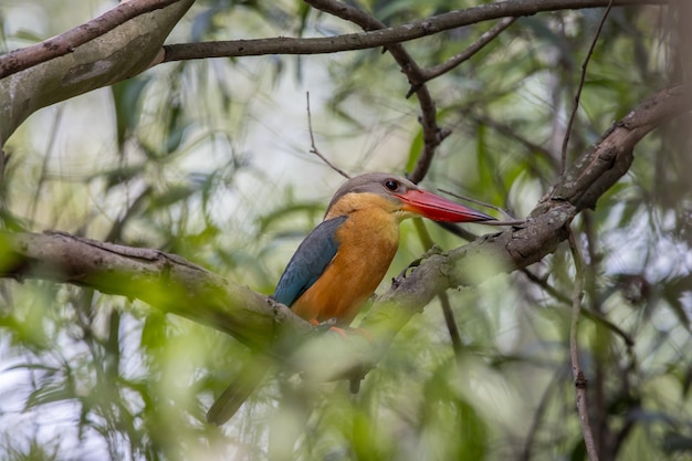 Storkbilled Kingfisher on the branch tree