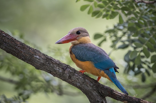 Storkbilled kingfisher childhood on the branch of a tree