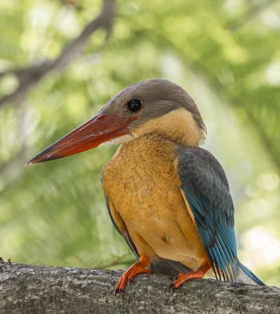 Foto storkbilled kingfisher jeugd op de tak van een boom