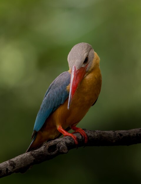 브런치 나무에 황새 물총새 Pelargopsis capensis Linnaeus 1766