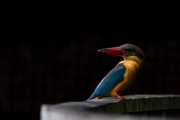 Storkbilled kingfisher perching on the wooden bridge