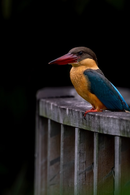 Foto martin pescatore becco cicogna appollaiato sul ponte di legno