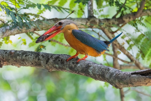 Foto storkbilled kingfisher-vogel op de boom in het natuurlijke bos