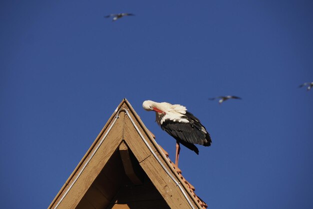 Storks in Ifrane, swiss style village Morocco