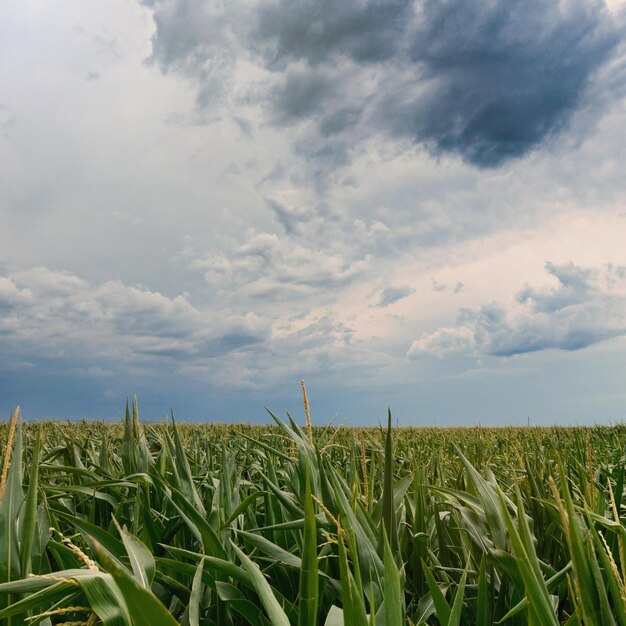 Storm clouds over corn fields