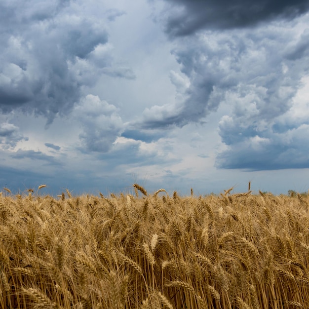 Storm clouds over wheat field.