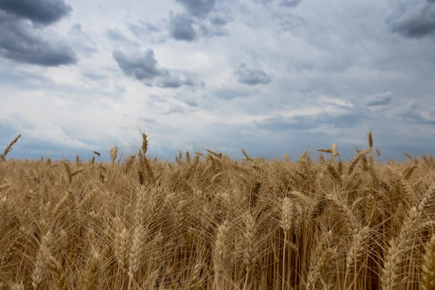 Storm clouds over wheat field.