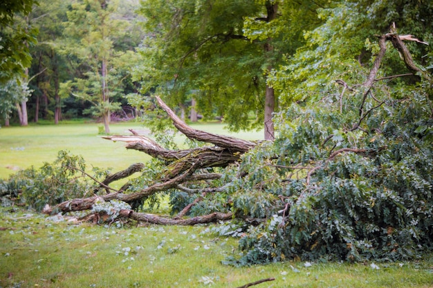 Storm damage broken after hurricane storm fallen tree a storm.