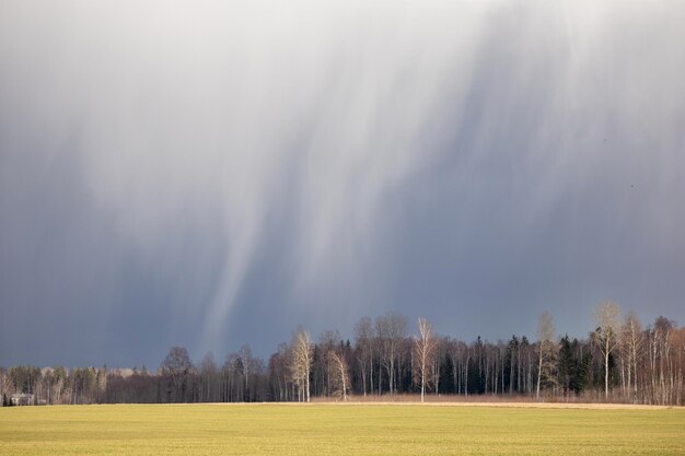 Foto una tempesta si avvicina su un campo di alberi