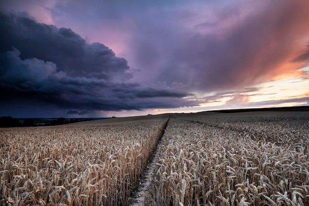 Foto storm over het tarweveld.