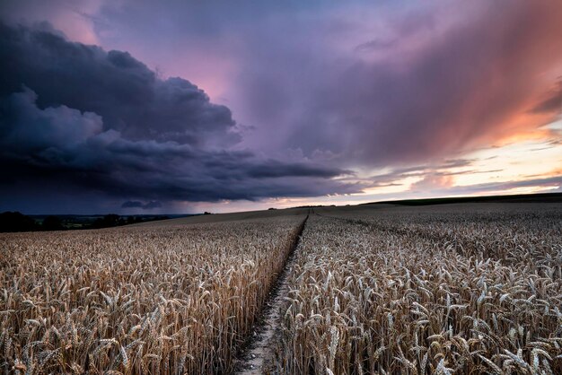 storm over wheat field