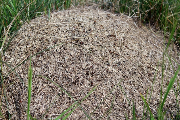 Stormachtig leven in de grote mierenhoop in het bos