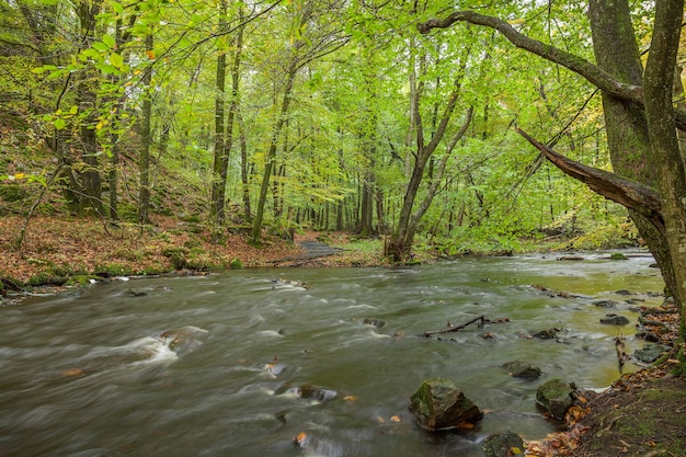 Stormachtige rivier die door het bos van de lente stroomt