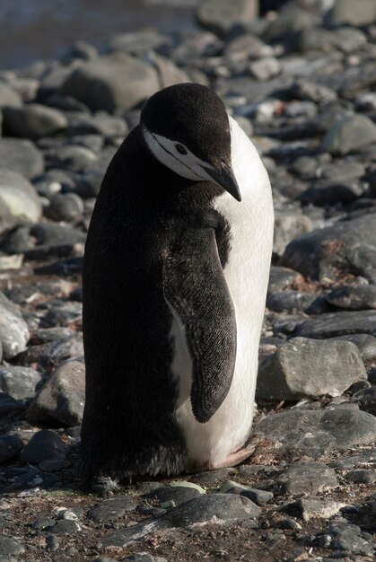 Stormbandpinguïn Paulet eiland Antartica