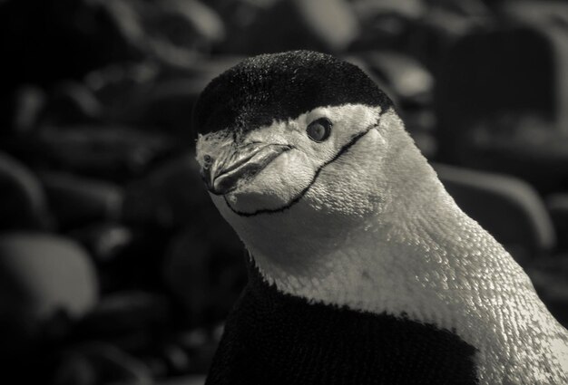 Foto stormbandpinguïn paulet eiland antartica