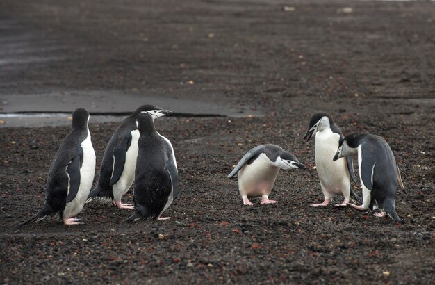 Stormbandpinguïns op het strand Deception Island in Antarctica