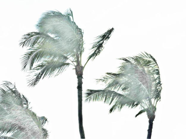 Foto stormwinden blazen kokospalmbomen tegen een heldere lucht.