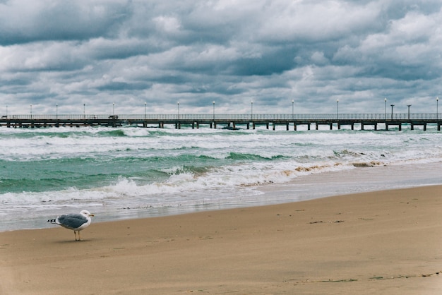 Photo stormy black sea in day time