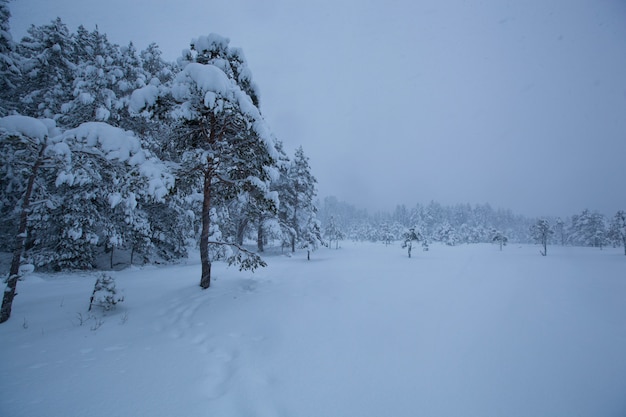 Stormy winter landscape snow tree