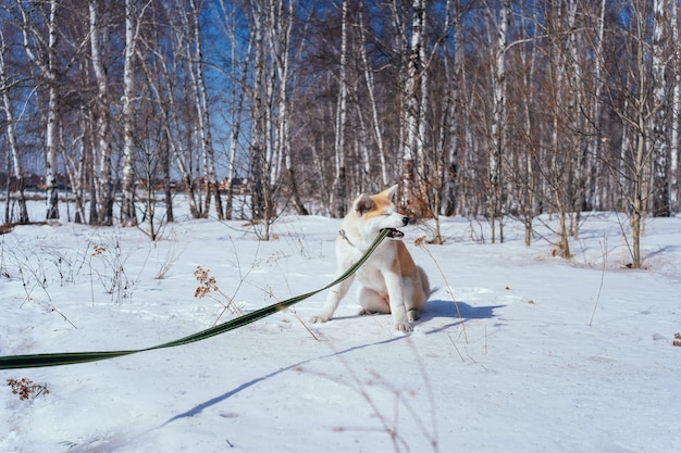 Stoute puppy akita inu knabbelt aan zijn groene riem terwijl hij in de sneeuw zit