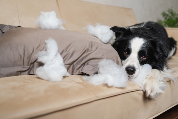 Stoute speelse puppy border collie na ondeugendheid bijten kussen liggen op de bank thuis schuldig