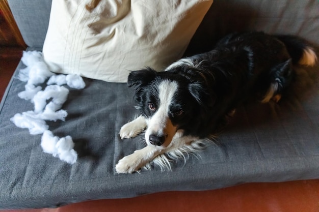 Stoute speelse puppy hondje border collie na kattenkwaad kussen bijten liggend op de bank thuis schuldig d