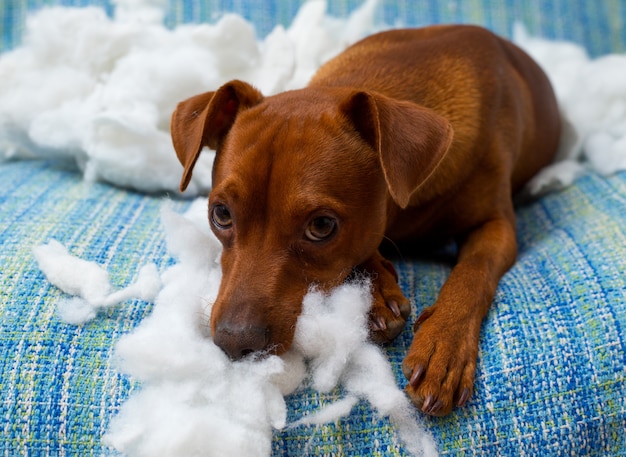 stoute speelse puppyhond na het bijten op een kussen