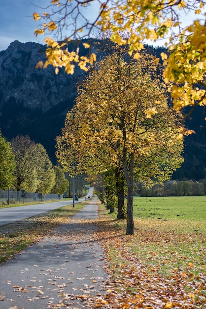 Straat natuurlijk landschap