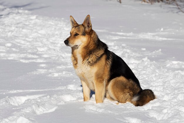 Straat rode hond in de winter op straat. in de sneeuw zitten